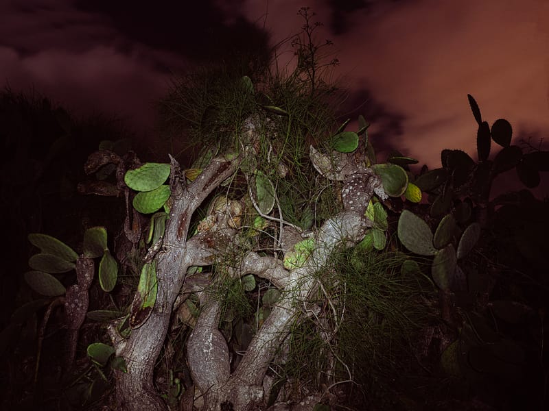 Dar Sebastian - Sebastian's Home in Hammamet