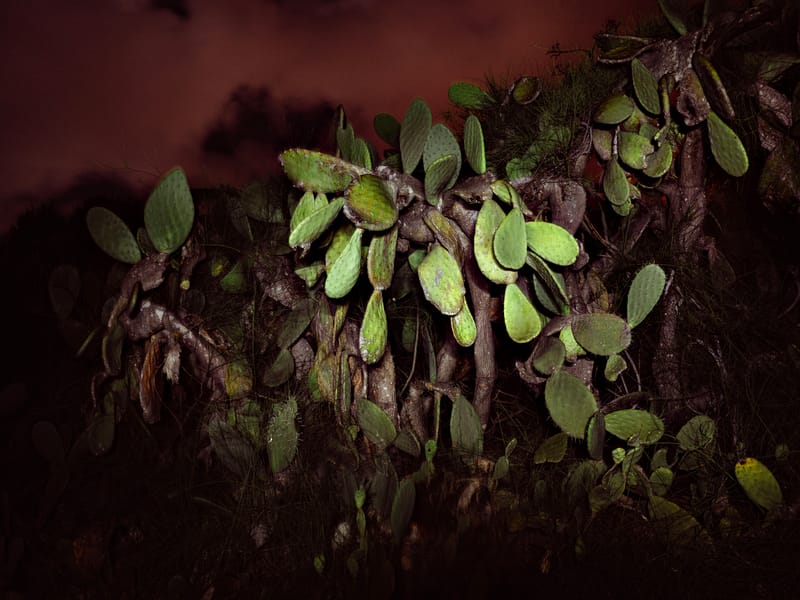 Dar Sebastian - Sebastian's Home in Hammamet