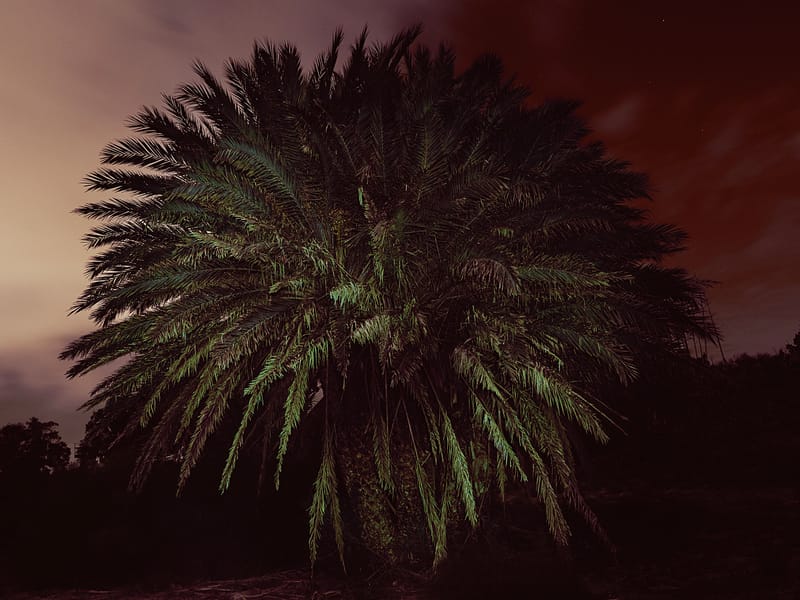 Dar Sebastian - Sebastian's Home in Hammamet