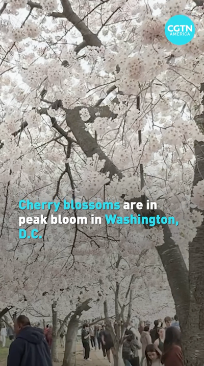 Climate change makes Washington, D.C. cherry blossom season early