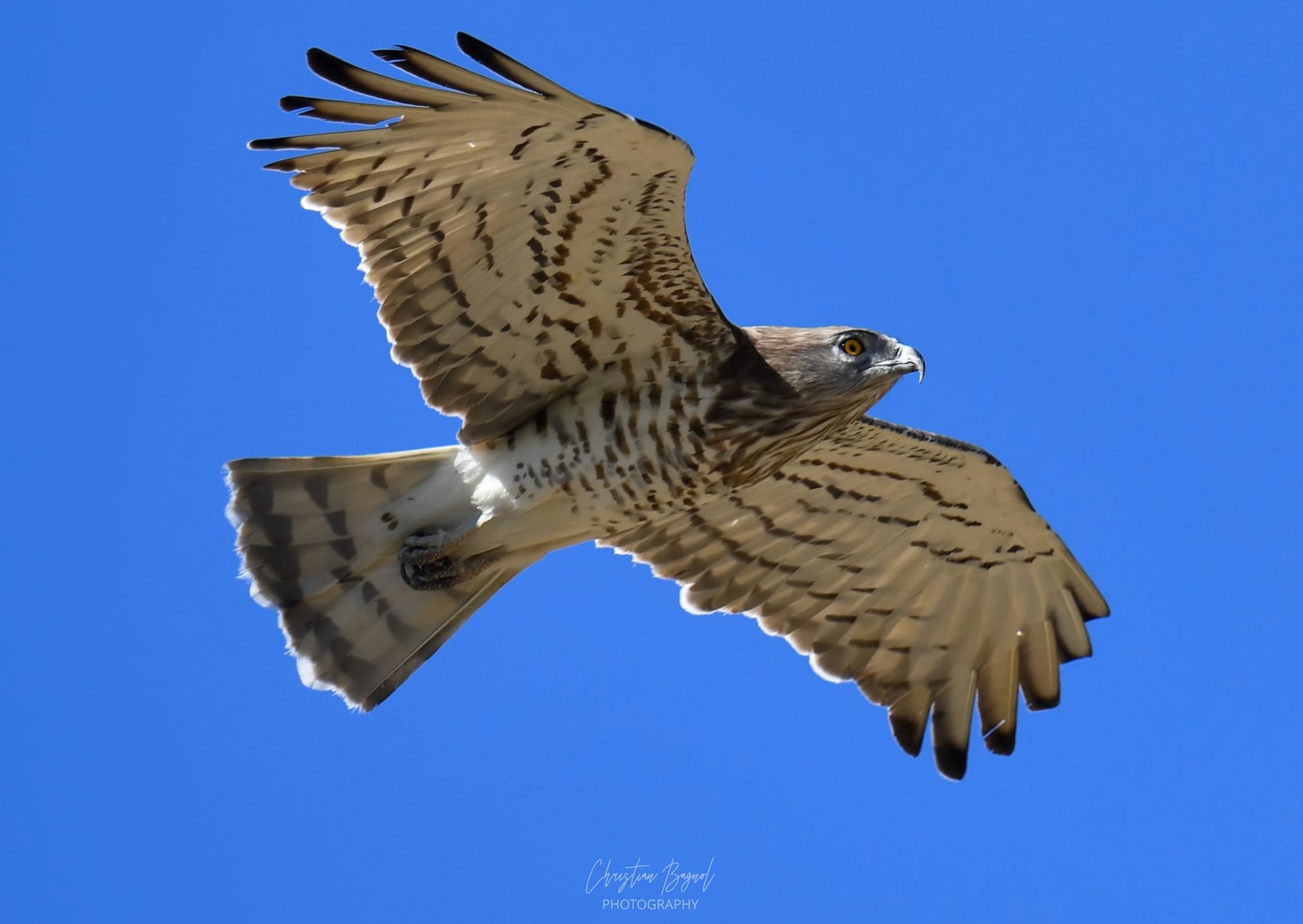L Aigle des Serpents Circaète Jean le blanc