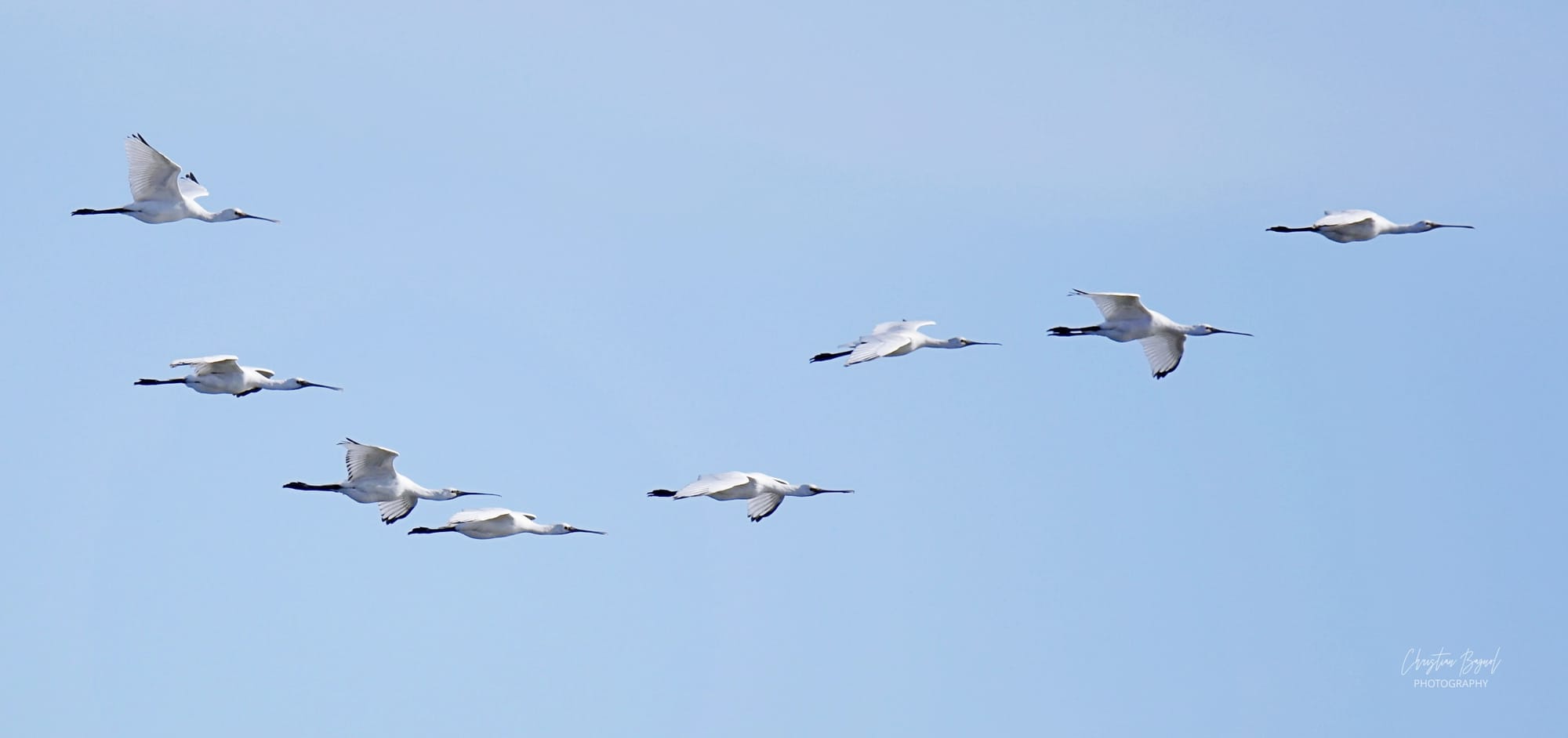 Spatule blanches survol en Camargue