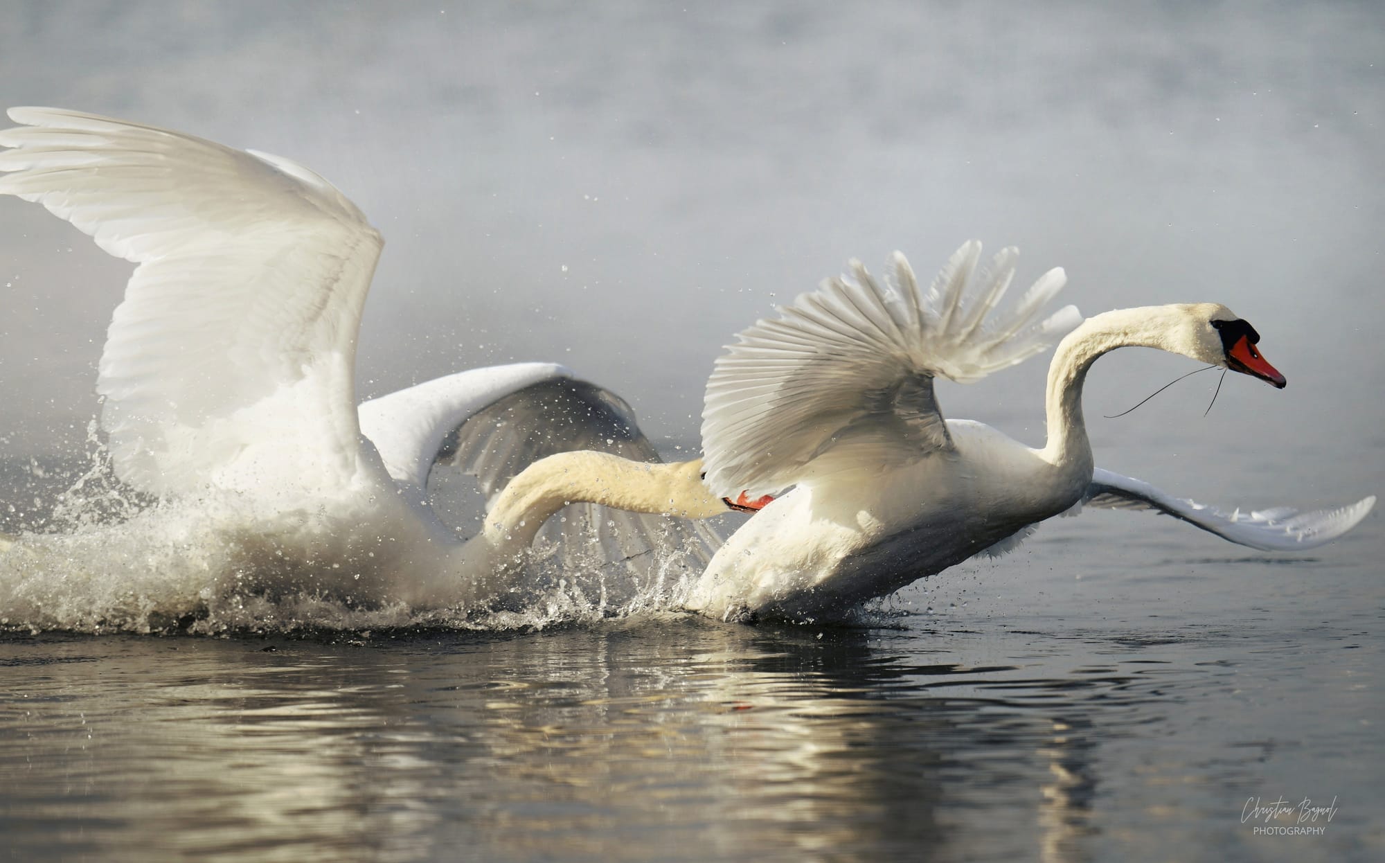 Cygnes dans la brume de la Camargue