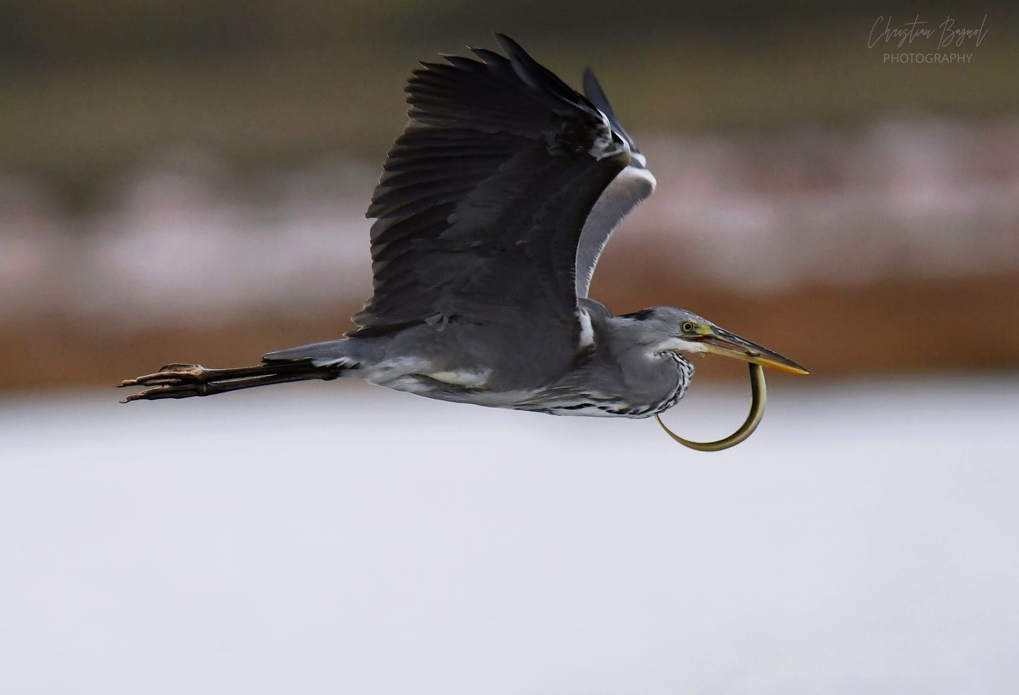 Héron cendrée survol en Camargue