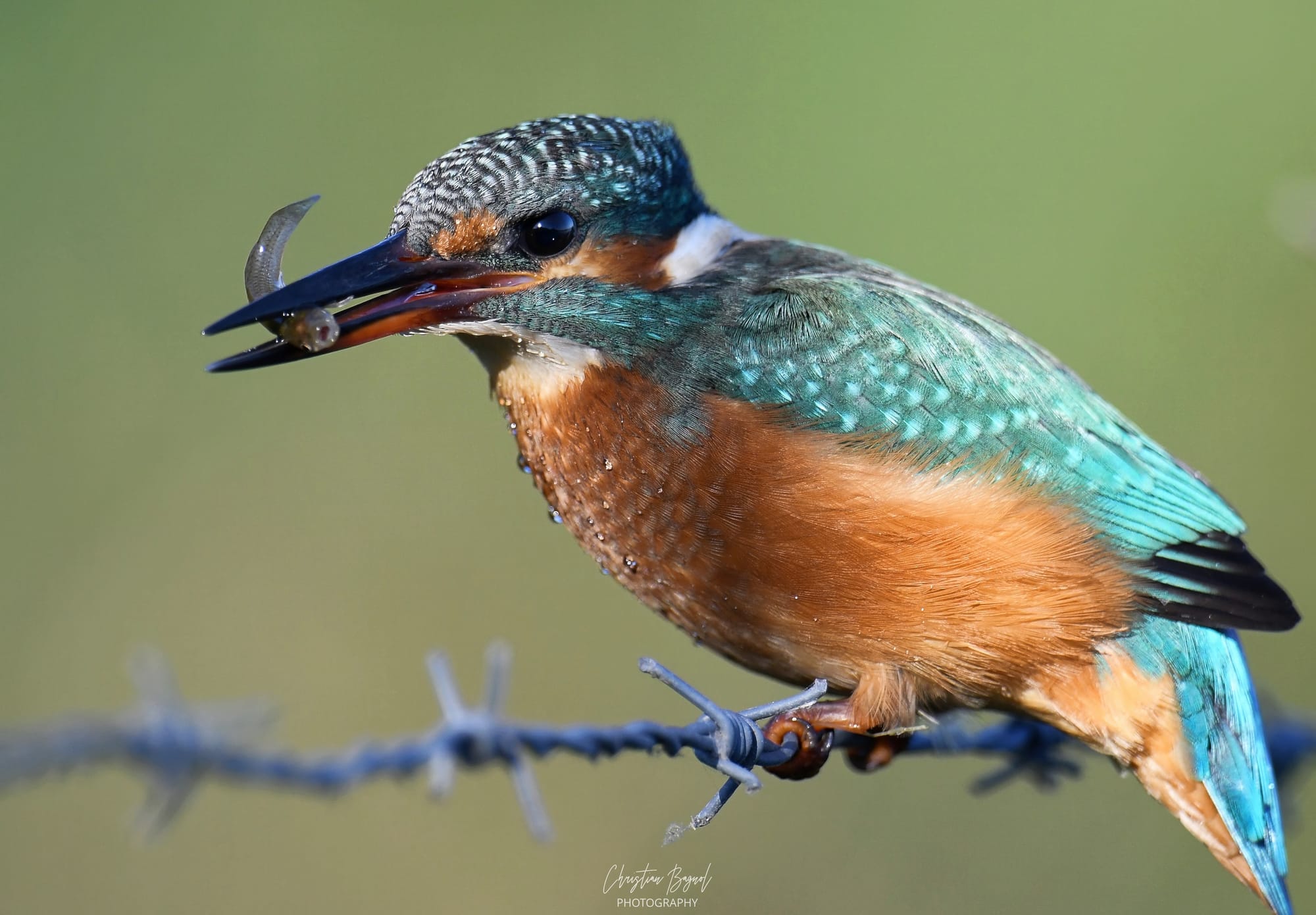 Martin Pêcheur en action ( Camargue )