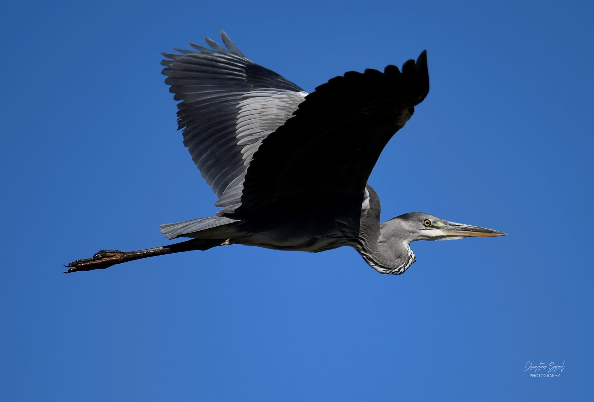 Héron cendré survol de la Camargue