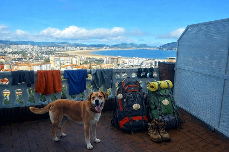 🐾🇬🇧 Dog-friendly rooms 🇫🇷 Chambres acceptant les chiens 🇩🇪 Hundefreundliche Zimmer