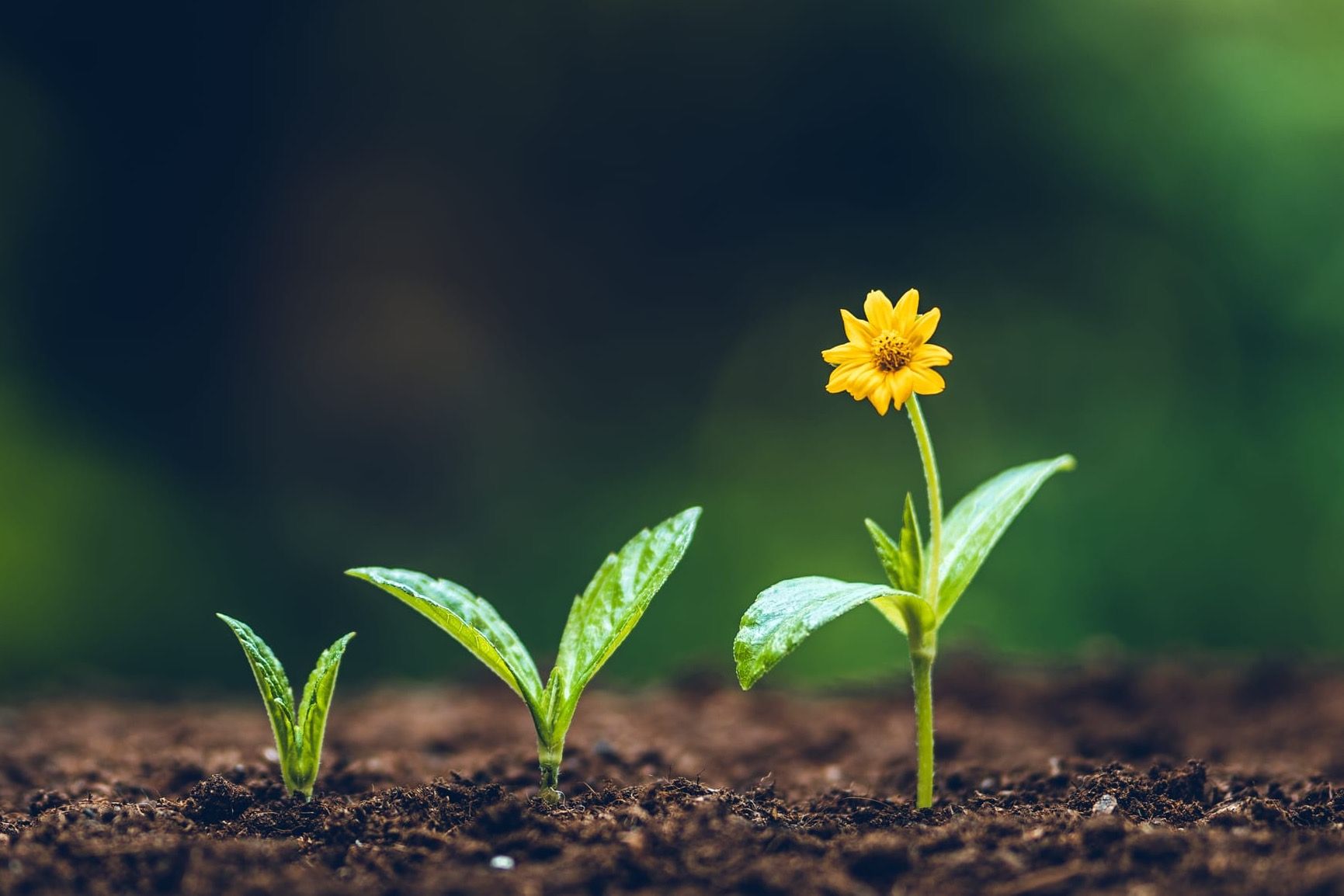 The Courage to Let Go and Rise