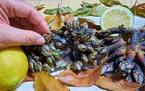 XI Festival do Perceve Vila do Bispo