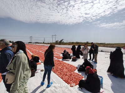 The Solar Advantage: How Golden Valley Redefines Premium Produce Amidst the Global Energy Crisis