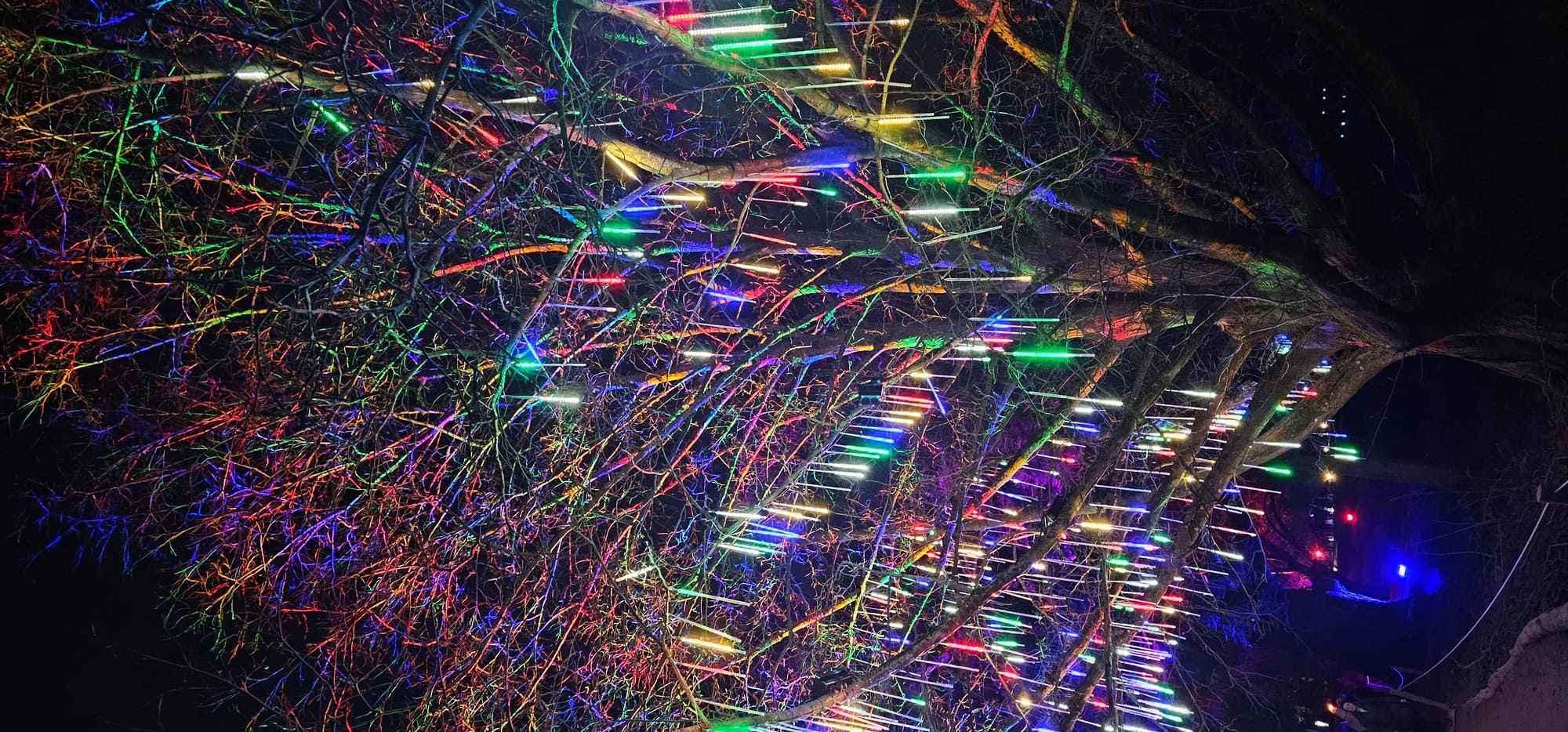 BLENHEIM LIGHTS 2024