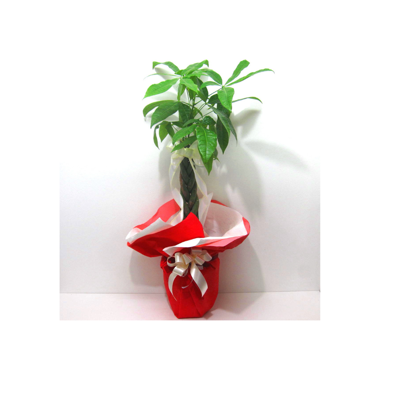 10号観葉植物＋観葉鉢