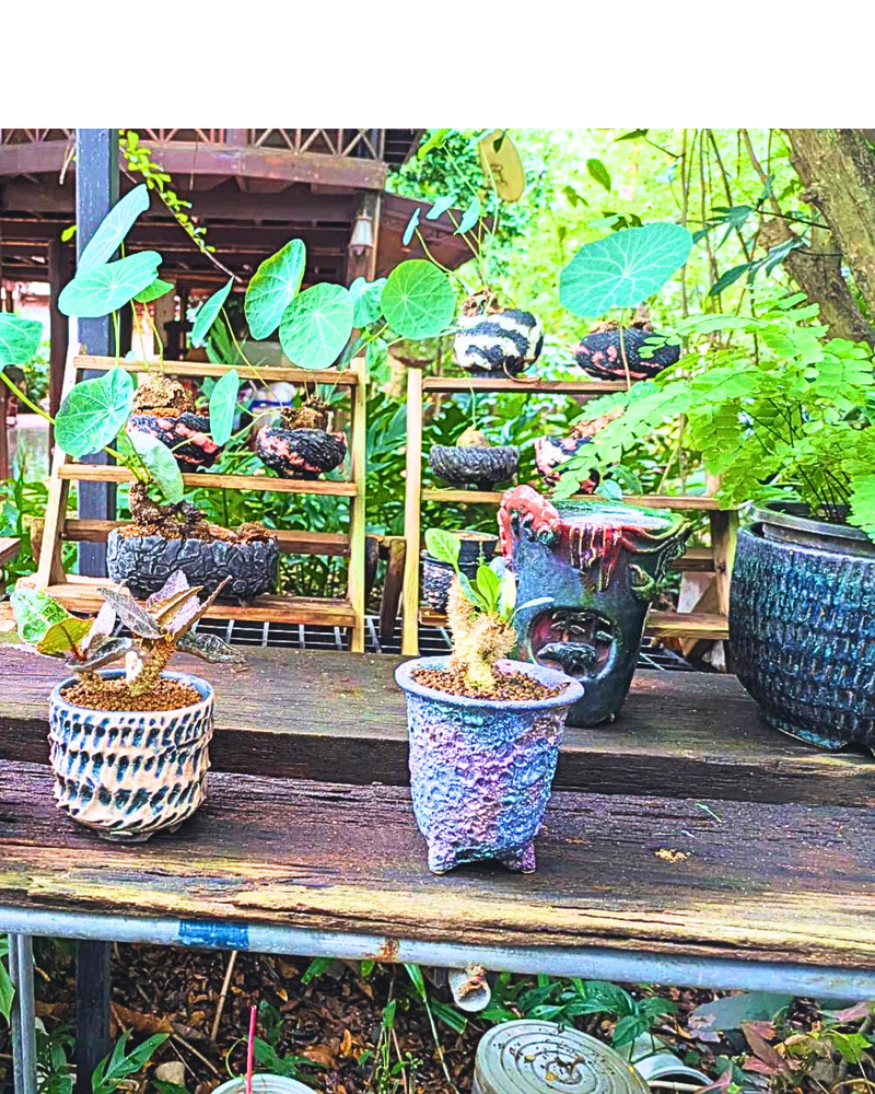 株式会社 MORIYA鉢木 - 岡山県倉敷市にあるかわいい植木鉢 オシャレな