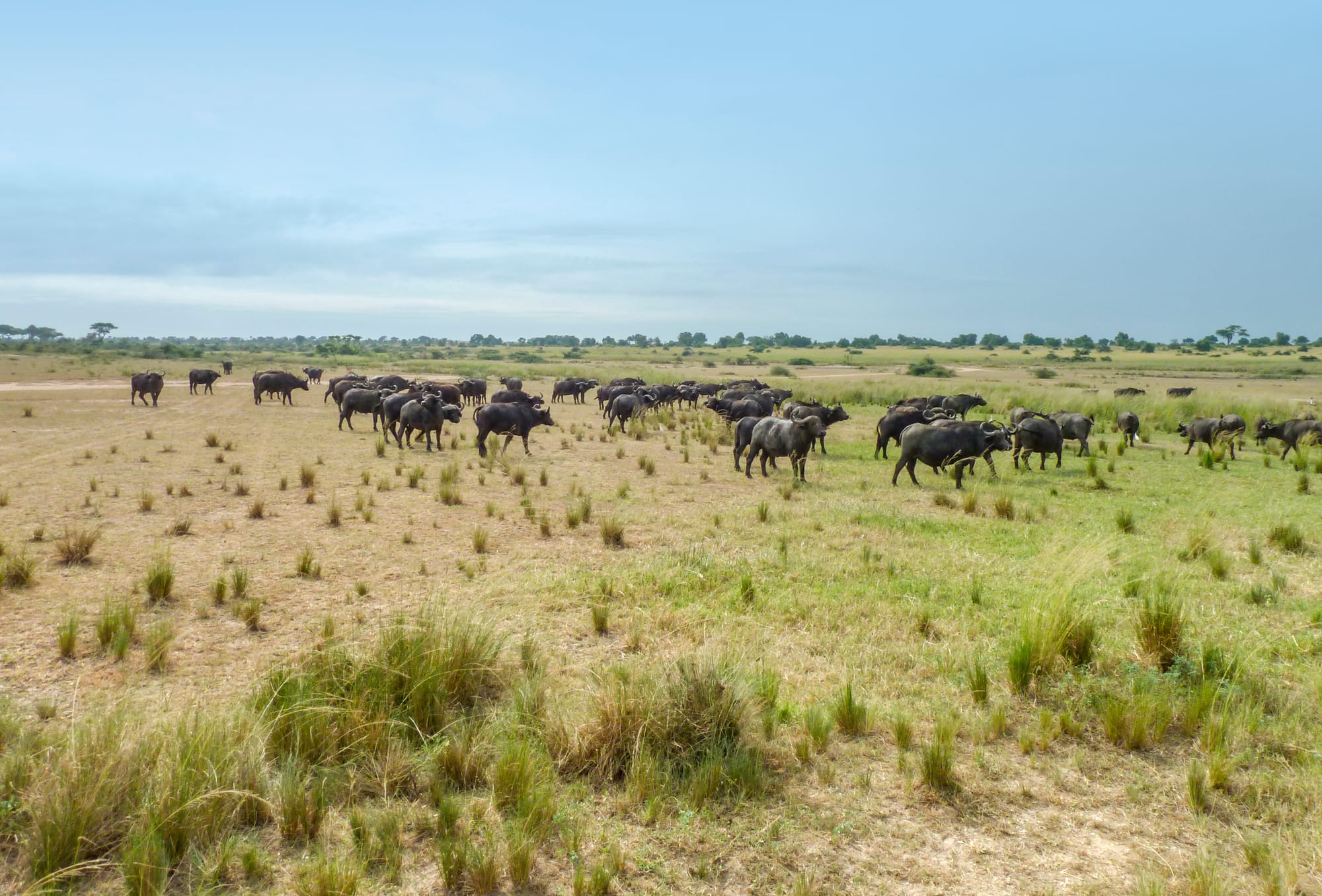 Murchison Falls National Park: The Ultimate Wildlife Adventure Unveiled