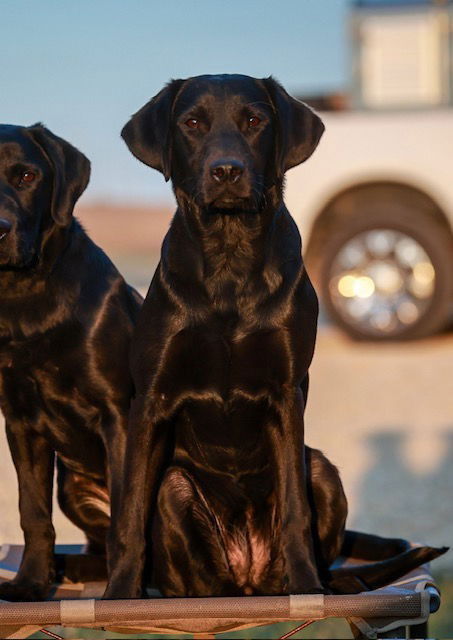 Greatstortun Aphrodite