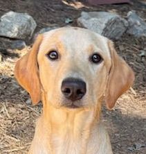 Older Puppies and Adults