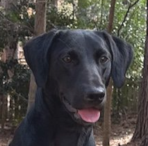 Older Puppies and Adults