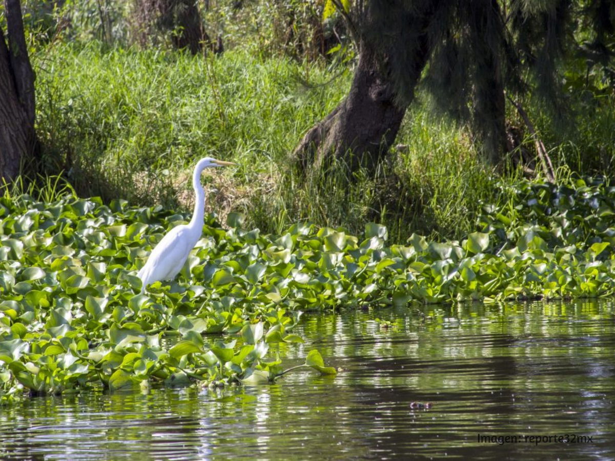 Lago de Texcoco