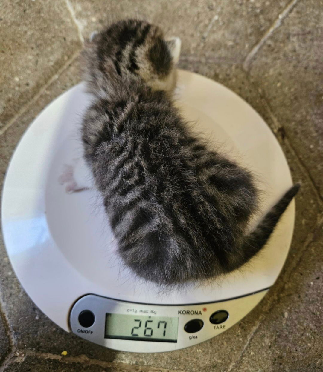 4 wunderhübsche Kitten geboren am 8.8.2024 🩷