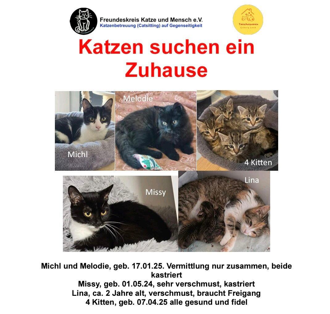 Wir suchen ein liebevolles Zuhause!🩷😽