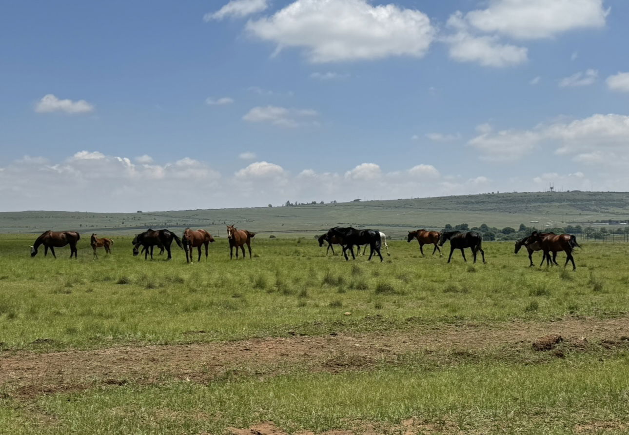 Horse Retirement