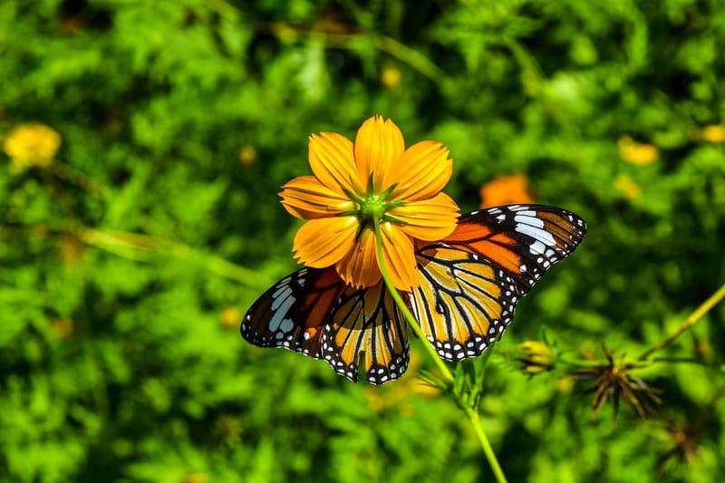 La Ferme aux Papillons de Kep