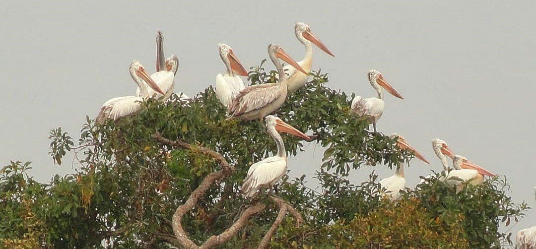 réserve d'oiseaux de Prek Toal