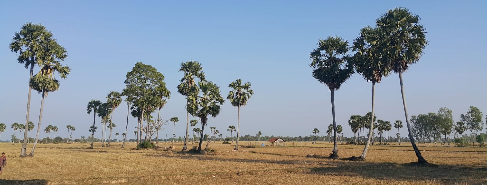 Vue depuis le Train de Bambou sur la campagne 