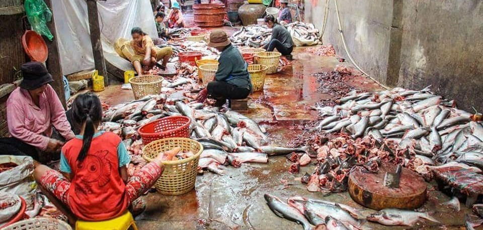 Le marché du poisson à Battambang