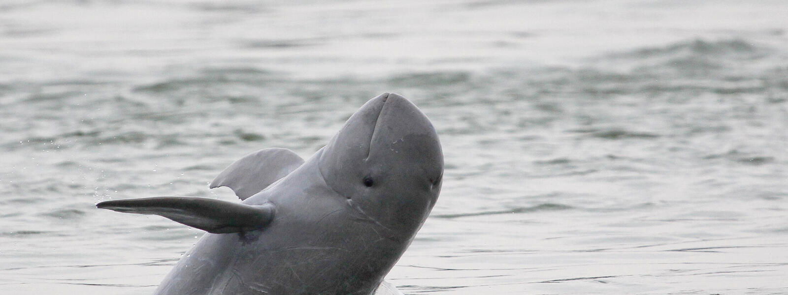 Le dauphin du Mékong 