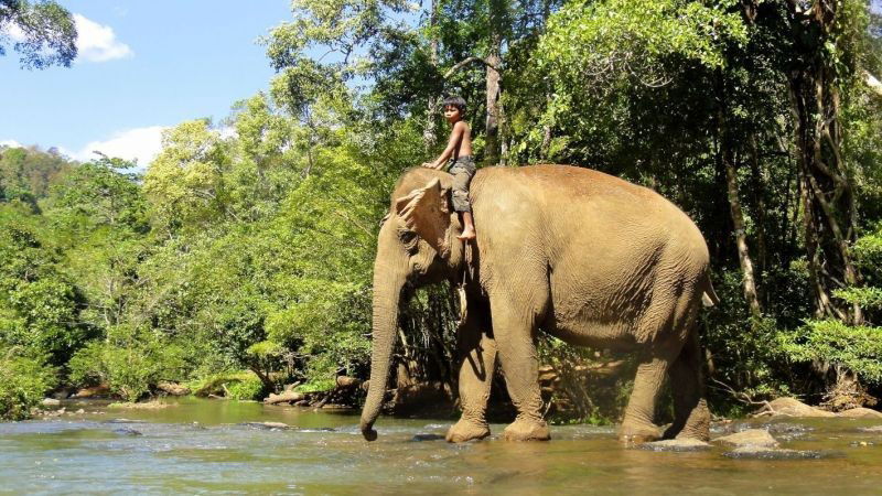 Trekking avec les éléphants à Mondolkiri