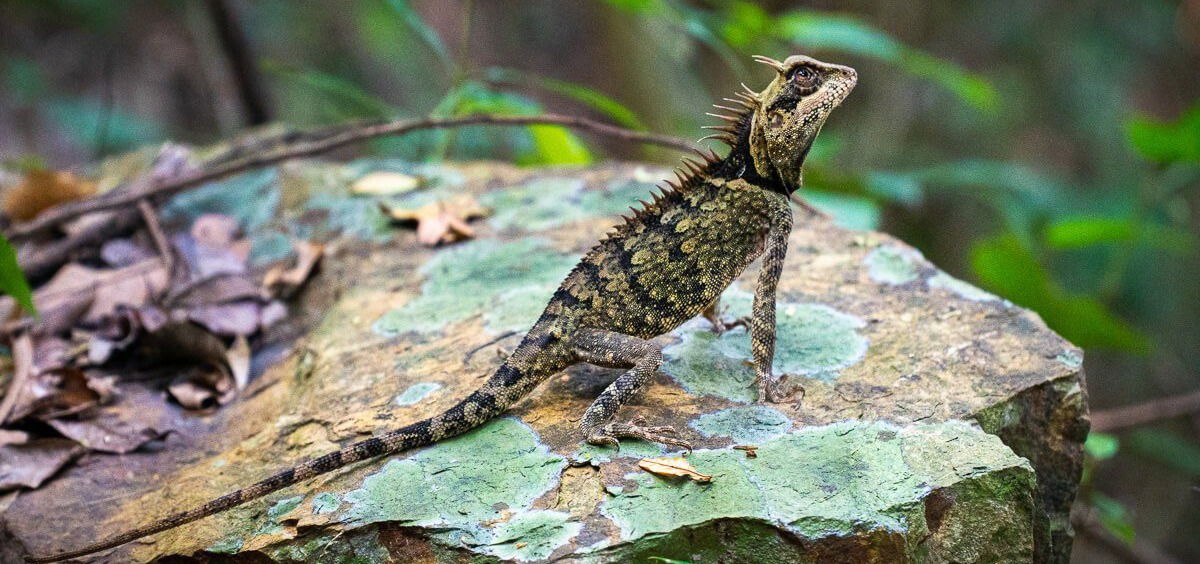 La faune dans le Parc National de Kêp