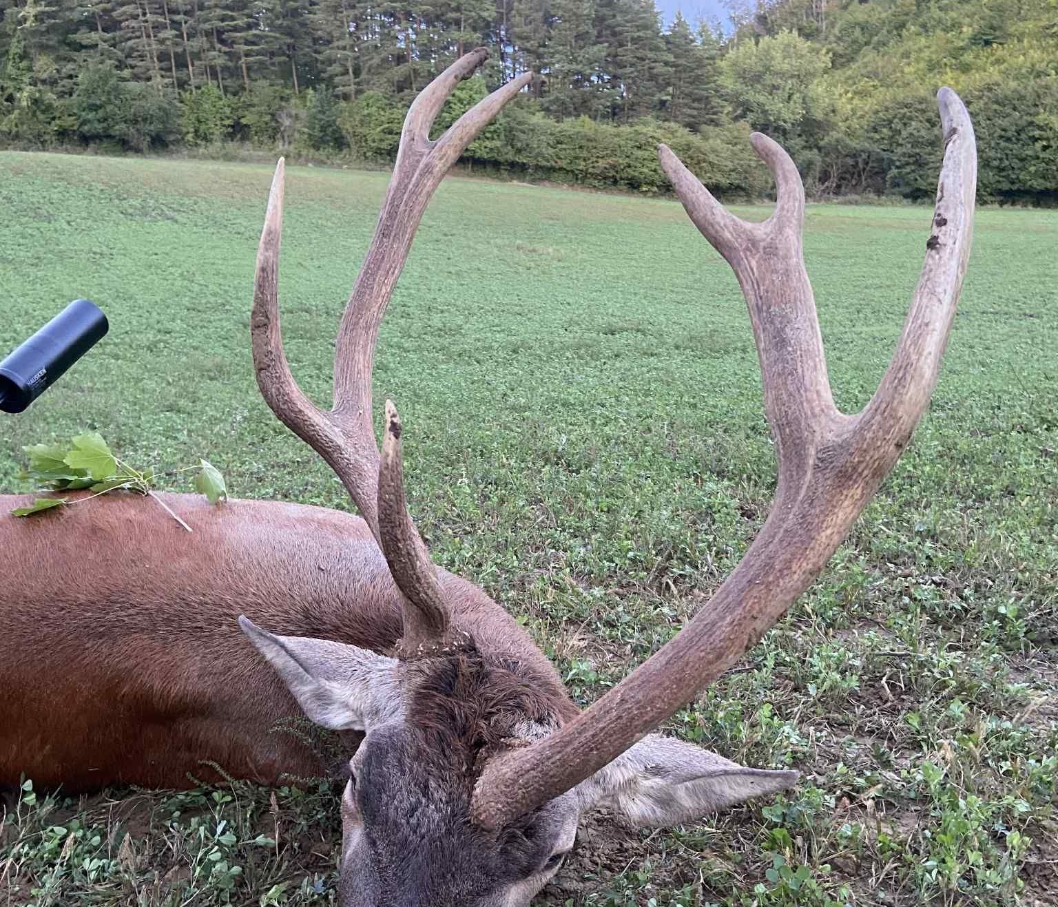 Terítéken egy különleges abnormális bika