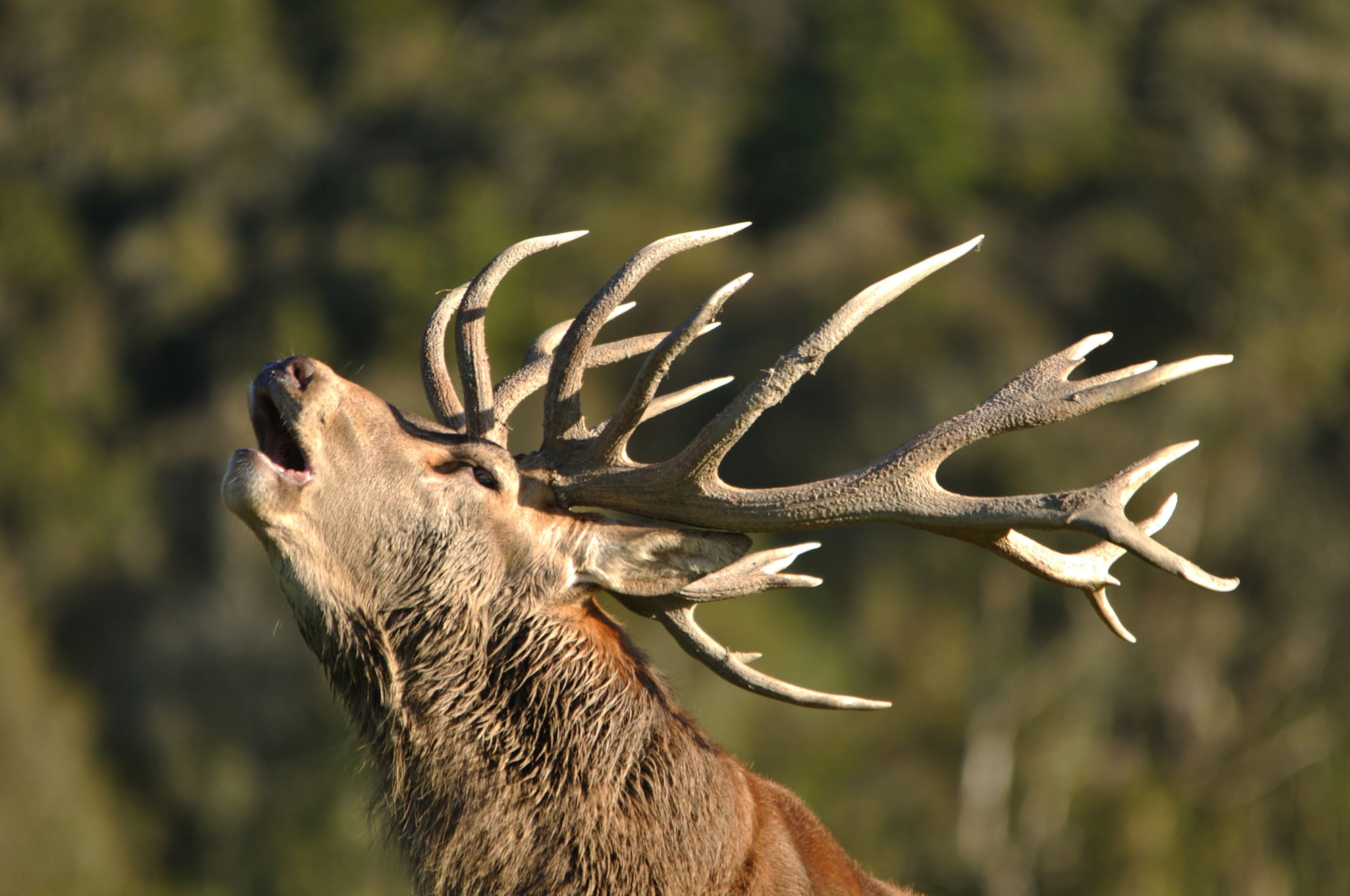 Egy kis beszámoló 🦌