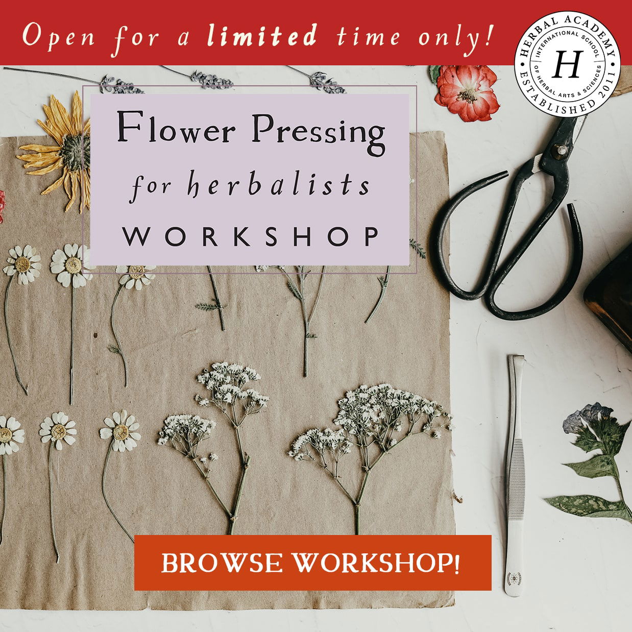 Learn how to press flowers, leaves, and other plant parts to preserve their color for years to come