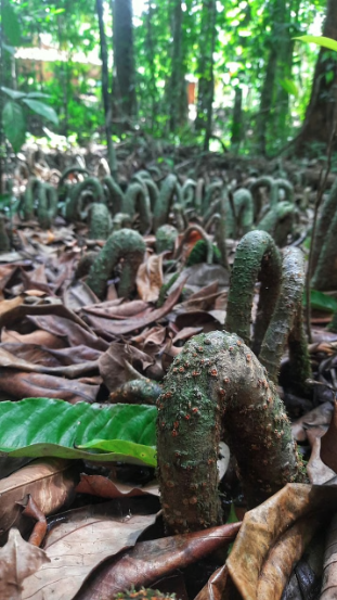 Chinlung -The Sacred Forests of the Rai