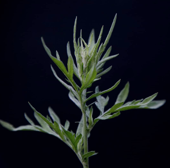 Kirat Traditional Healing and Herbal Medicine
