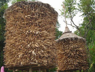Maize preservation