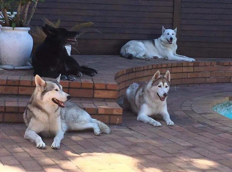 Ash, Jet, Ghost & Leigh