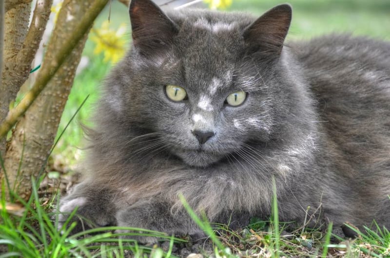 Feral Cats & Tasty Snacks