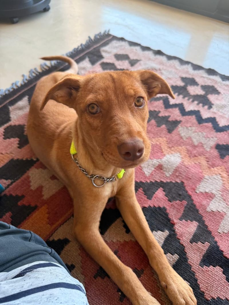 The Conflict In The Calling