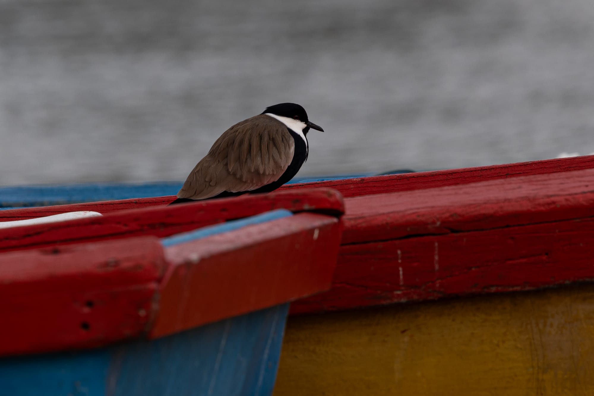 ציפור על סירה בפארק הירקון