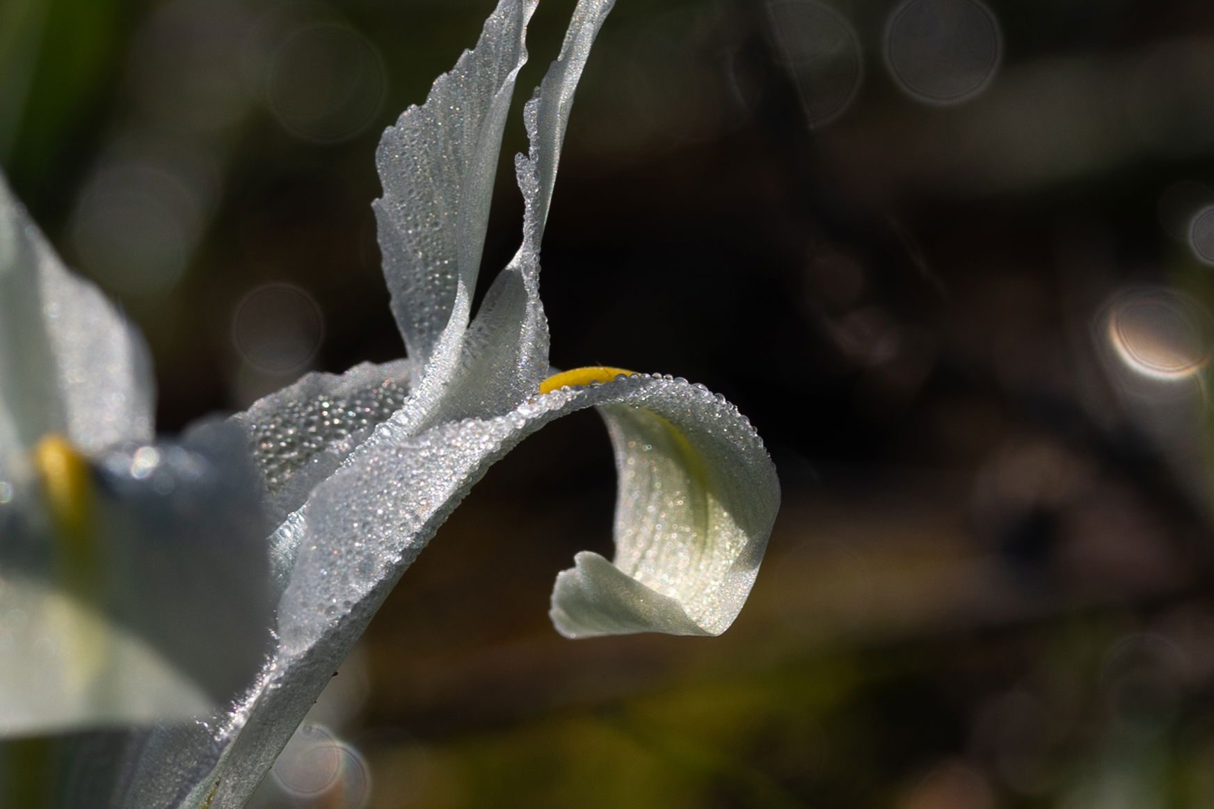 אירוס ארץ ישראלי
