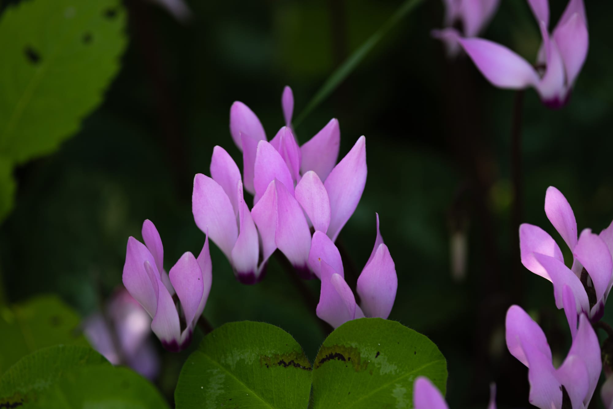 גבעת הרקפות-טל שחר