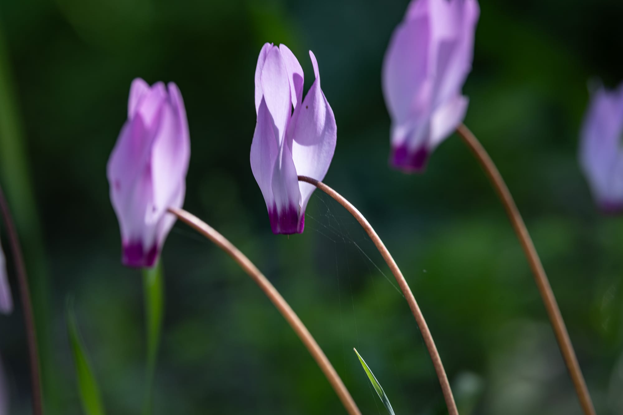 שלושת הטנורים, גבעת הרקפות-טל שחר