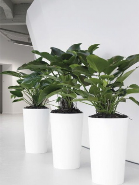 Buy Indoor Plants Melbourne for Fresh and Green Interiors