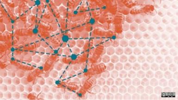 A group of bees on a honeycomb  AI-generated content may be incorrect.
