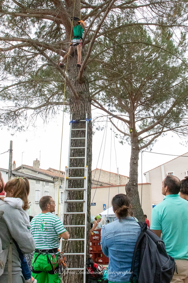 Festi'Menthe - Sports - Concerts - Jeux - Fête - Revel - 19 & 20 Juillet 2025