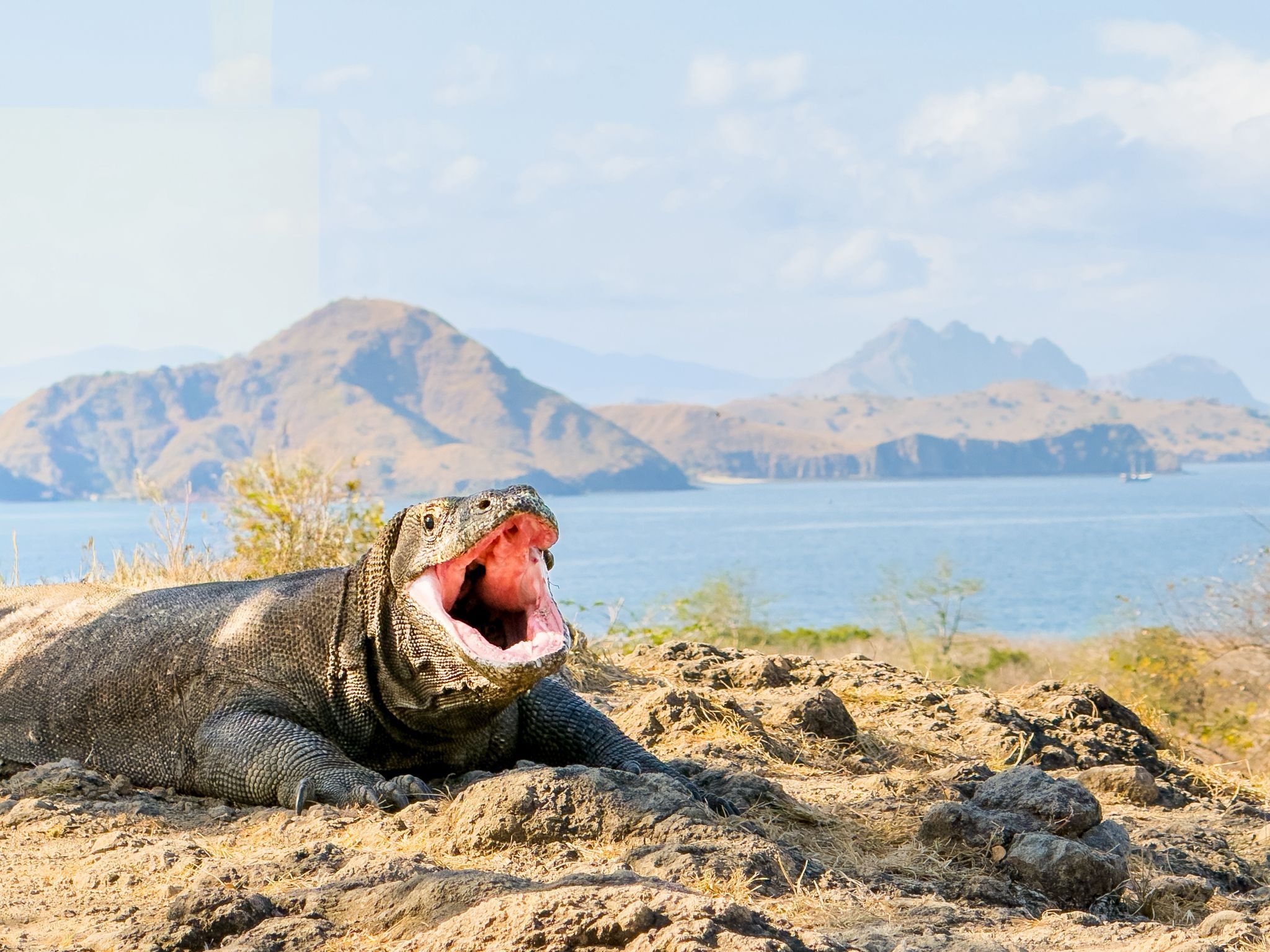 komodo