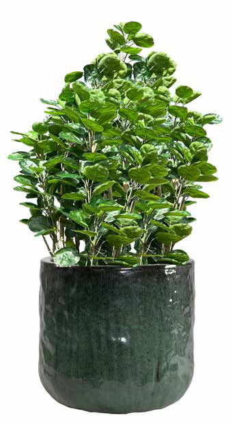 Résistantes au gel, avec des couleurs éclatentes et des formes variés, nos fournisseurs ont pour vous les pièces indispensables pour égayer les extérieurs.